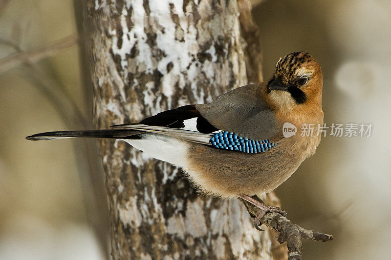 欧亚松鸦(Garrulus glandarius)是一种广泛分布于西欧、非洲西北部、亚洲东海岸和东南亚的鸟类。布兰蒂氏群有一个大的白色翅斑，淡红色头